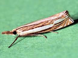 Attēlu rezultāti vaicājumam “Crambus silvella”