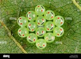 Attēlu rezultāti vaicājumam “Palomena prasina”