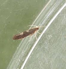 Attēlu rezultāti vaicājumam “Argyresthiidae”