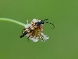 Attēlu rezultāti vaicājumam “Strangalia attenuata”