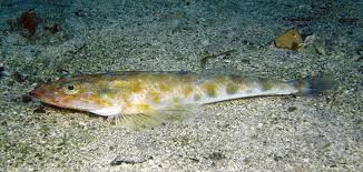 Image result for Platycephalus speculator