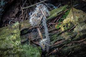 Attēlu rezultāti vaicājumam “Tilachlidium brachiatum”