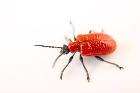 Attēlu rezultāti vaicājumam “Lilioceris lilii”