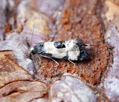 Attēlu rezultāti vaicājumam “Cochylis dubitana”