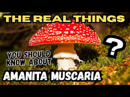 Attēlu rezultāti vaicājumam “Amanita”