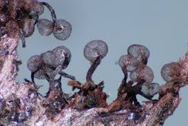 Attēlu rezultāti vaicājumam “Cribraria rubiginosa spores”