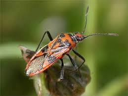 Attēlu rezultāti vaicājumam “Corizus hyoscyami”