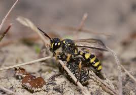 Attēlu rezultāti vaicājumam “Cerceris arenaria”