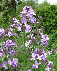 Attēlu rezultāti vaicājumam “Hesperis matronalis leaf”