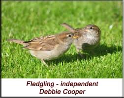 Attēlu rezultāti vaicājumam “Passer domesticus juvenile”