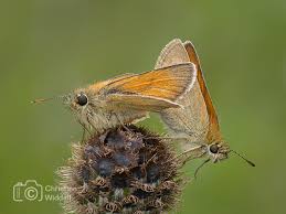 Attēlu rezultāti vaicājumam “Thymelicus sylvestris”