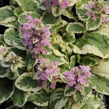 Attēlu rezultāti vaicājumam “Ajuga genevensis flower”