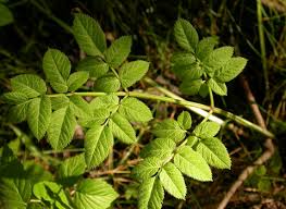 Image result for Angelica silvestris