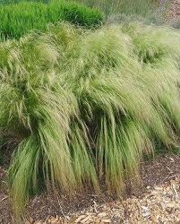 Attēlu rezultāti vaicājumam “Najas tenuissima leaf”
