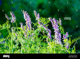 Attēlu rezultāti vaicājumam “Vicia tenuifolia flower”
