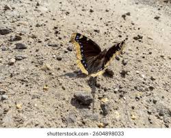 Attēlu rezultāti vaicājumam “Nymphalis antiopa upperside”