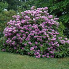 Attēlu rezultāti vaicājumam “Rhododendron catawbiense”