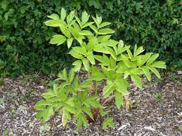 Attēlu rezultāti vaicājumam “Angelica archangelica leaf”