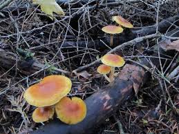 Attēlu rezultāti vaicājumam “Gymnopilus sapineus”