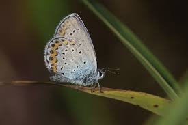 Attēlu rezultāti vaicājumam “Plebejus argyrognomon”