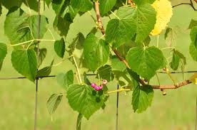 Attēlu rezultāti vaicājumam “Conardia compacta macro”