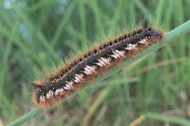 Attēlu rezultāti vaicājumam “Euthrix potatoria larva”
