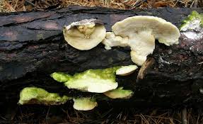 Attēlu rezultāti vaicājumam “Diplomitoporus flavescens”