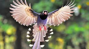 Image result for Bird