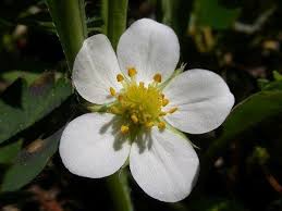 Attēlu rezultāti vaicājumam “Fragaria vesca flower”