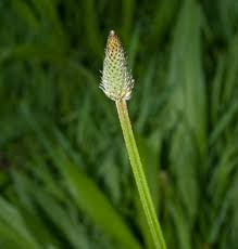 Attēlu rezultāti vaicājumam “Plantago lanceolata fruit”