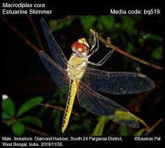 Attēlu rezultāti vaicājumam “Lycogala convexum macro”