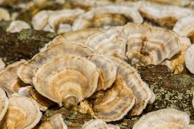 Attēlu rezultāti vaicājumam “Trametes ochracea”