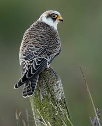 Image result for Falco amurensis