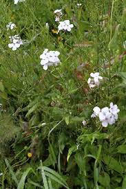 Attēlu rezultāti vaicājumam “Hesperis matronalis bud”