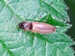 Attēlu rezultāti vaicājumam “Dalopius marginatus”