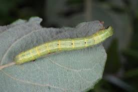 Attēlu rezultāti vaicājumam “Cabera exanthemata”