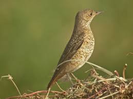 Image result for Monticola saxatilis