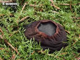 Attēlu rezultāti vaicājumam “Sarcosoma globosum”