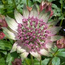 Attēlu rezultāti vaicājumam “Astrantia major flower”