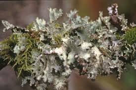 Attēlu rezultāti vaicājumam “Platismatia glauca”