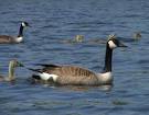 Unique Facts about Canada: Canadian Goose