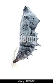 Attēlu rezultāti vaicājumam “Nymphalis xanthomelas pupa”