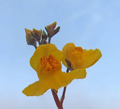 Attēlu rezultāti vaicājumam “Oenothera rubricauli leaf”
