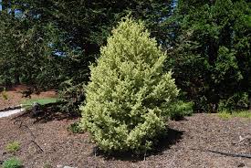 Attēlu rezultāti vaicājumam “Buxus sempervirens”