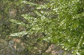 Attēlu rezultāti vaicājumam “Breidleria pratensis”