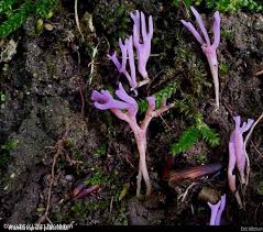 Attēlu rezultāti vaicājumam “Ramariopsis pulchella”