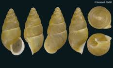 Attēlu rezultāti vaicājumam “Ena obscura”