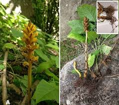 Attēlu rezultāti vaicājumam “Orobanchaceae”