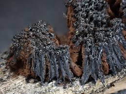 Attēlu rezultāti vaicājumam “Symphytocarpus flaccidus spores”