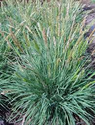 Attēlu rezultāti vaicājumam “Koeleria glauca”